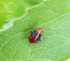 Poecilocapsus lineatus