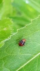 Poecilocapsus lineatus