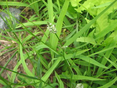 Polygala verticillata