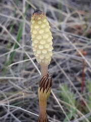 Equisetum arvense