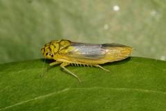 Dilobopterus costalimai