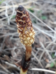 Equisetum arvense