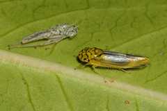 Dilobopterus costalimai