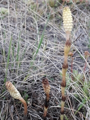 Equisetum arvense