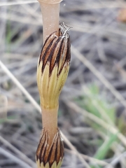 Equisetum arvense