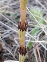 Equisetum arvense