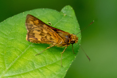 Potanthus serina