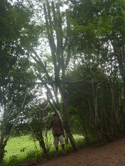 Cereus trigonodendron