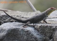 Sceloporus pyrocephalus