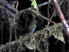 Haplophaedia aureliae