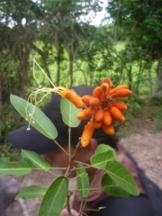 Steriphoma peruvianum
