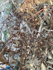 Eucalyptus rubida