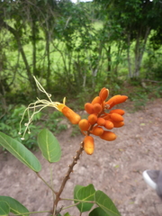 Steriphoma peruvianum