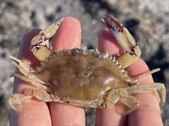 Callinectes bellicosus