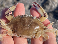 Callinectes bellicosus