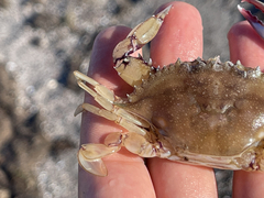 Callinectes bellicosus