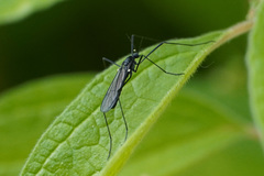Gnophomyia