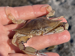 Callinectes bellicosus