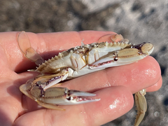 Callinectes bellicosus