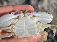 Callinectes bellicosus