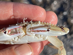 Callinectes bellicosus