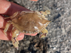 Callinectes bellicosus