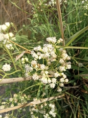 Florestina tripteris