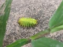 Quasithosea obliquistriga