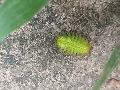 Quasithosea obliquistriga