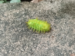 Quasithosea obliquistriga