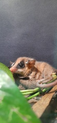 Marmosa murina