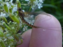 Rhithrogena semicolorata