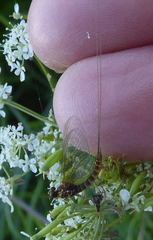 Rhithrogena semicolorata