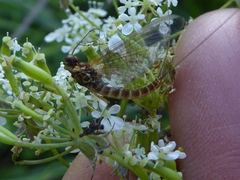 Rhithrogena semicolorata