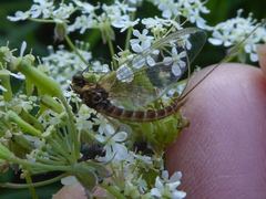 Rhithrogena semicolorata