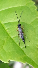 Limneriini
