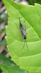 Limneriini