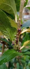 Alchisme tridentata
