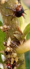 Alchisme tridentata