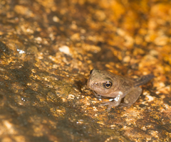Smilisca cyanosticta