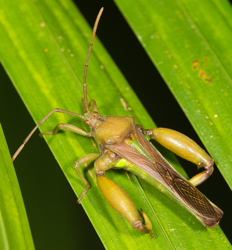 Meropachyini