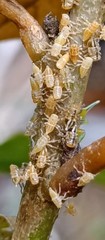 Alchisme tridentata