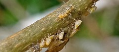 Alchisme tridentata