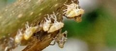 Alchisme tridentata