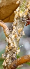 Alchisme tridentata