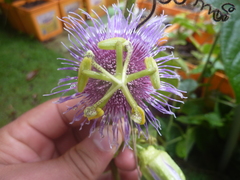 Passiflora menispermifolia