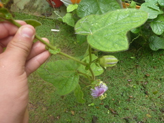 Passiflora menispermifolia
