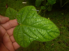 Passiflora menispermifolia