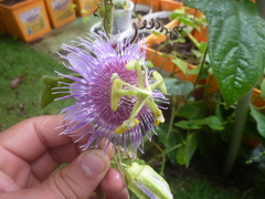 Passiflora menispermifolia