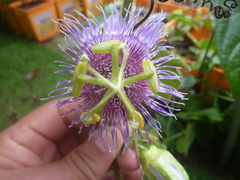 Passiflora menispermifolia